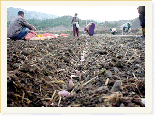 의성마늘밭에서 농민들이 마늘을 심는 모습
